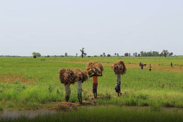 L’Office du Niger prévoit 800 000 tonnes de riz.