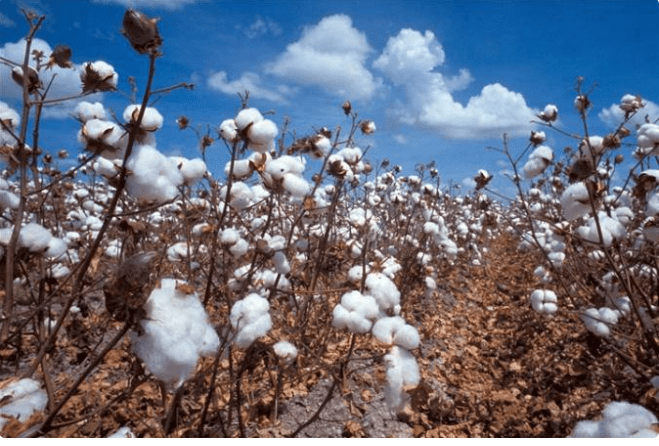 Malgré les défis, le Mali a une chance d’être le premier producteur de coton au monde lors de la campagne 2022-2023.