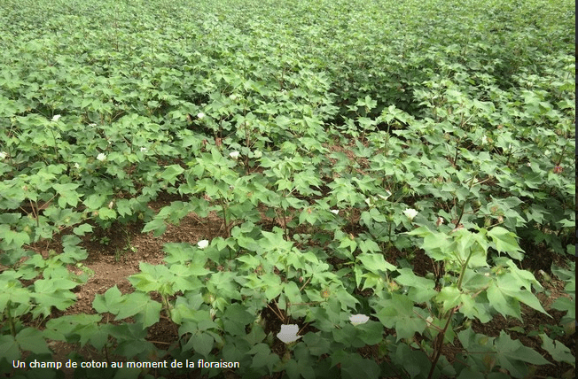 Campagne de commercialisation du coton 2022/2023 : Le prix du coton graine premium au Mali est de 285 FCFA/kg, une première.