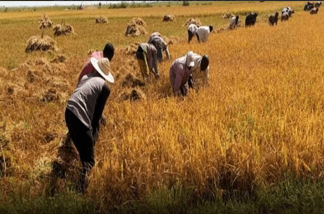Campagne agricole de Mopti 2021-2022 : L’insécurité laisse plus de 60 000 hectares en jachère
